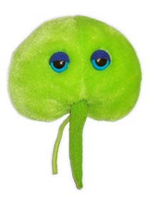 foto Mo�sk� t�pytka (Noctiluca)